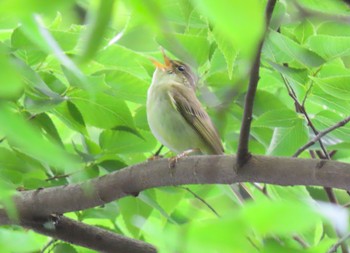2021年5月23日(日) 石神井公園の野鳥観察記録
