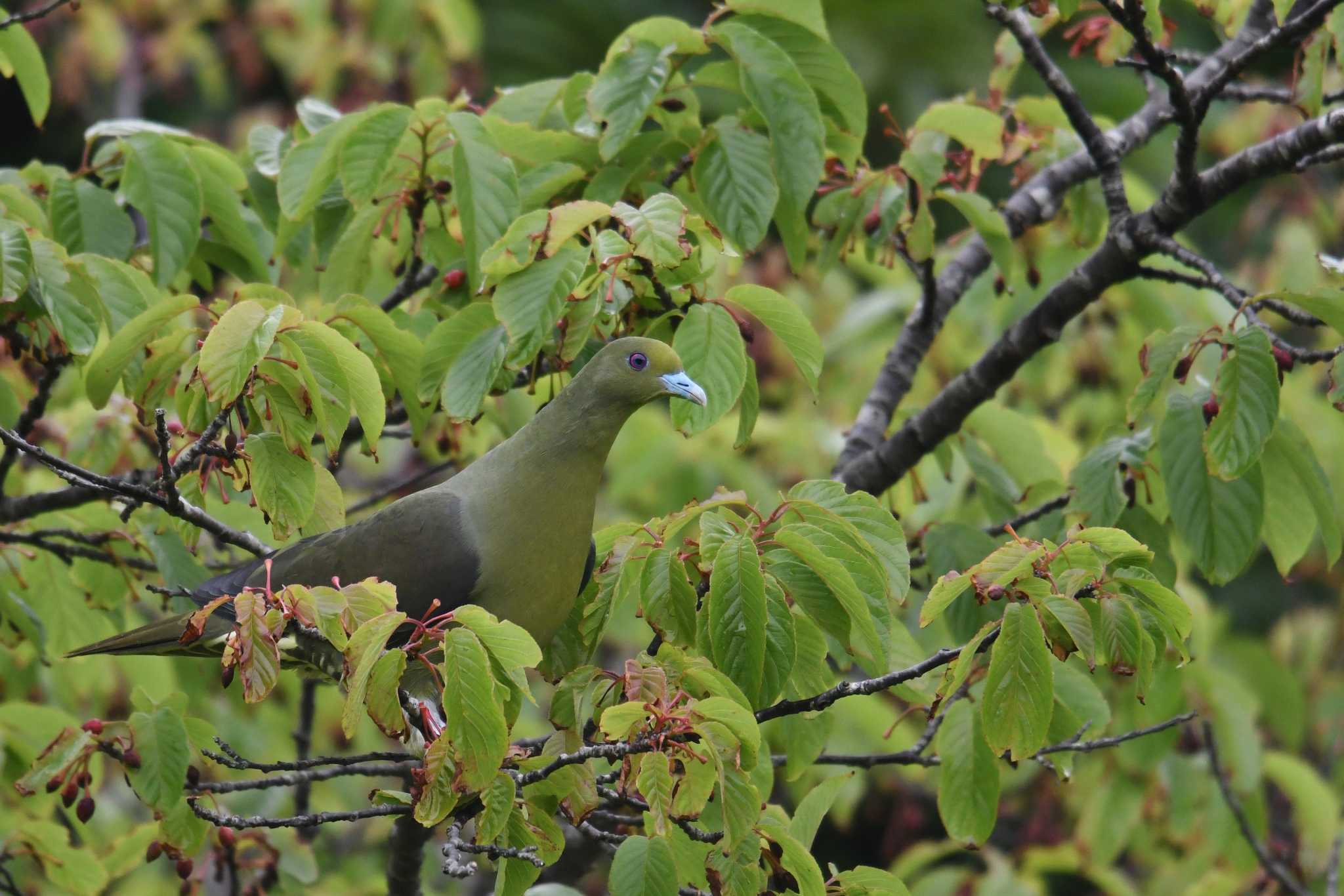 Photo of Ryukyu Green Pigeon at Amami Forest Police by あひる