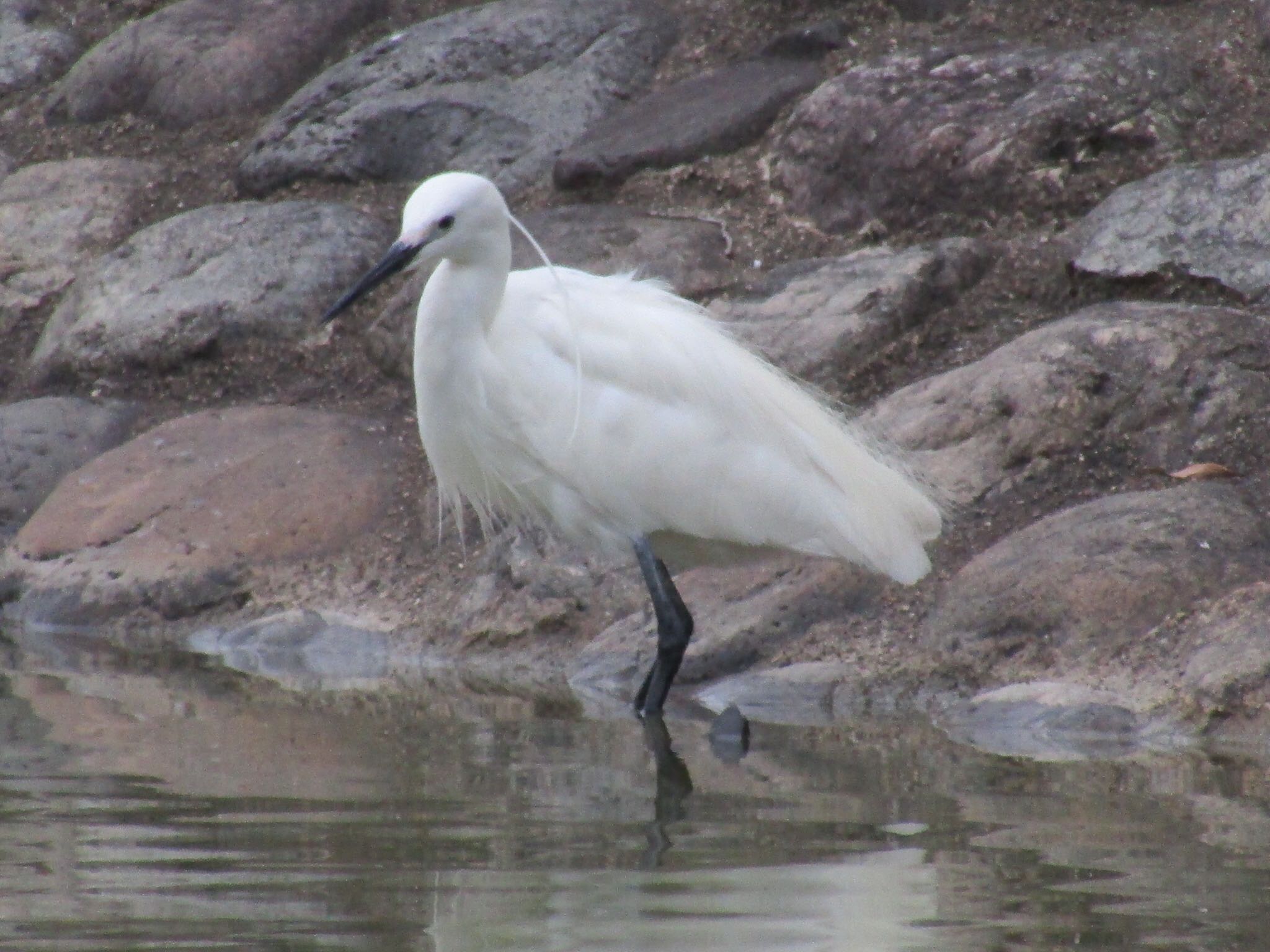 Little Egret