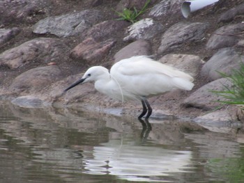 Little Egret 橿原神宮 Wed, 5/26/2021