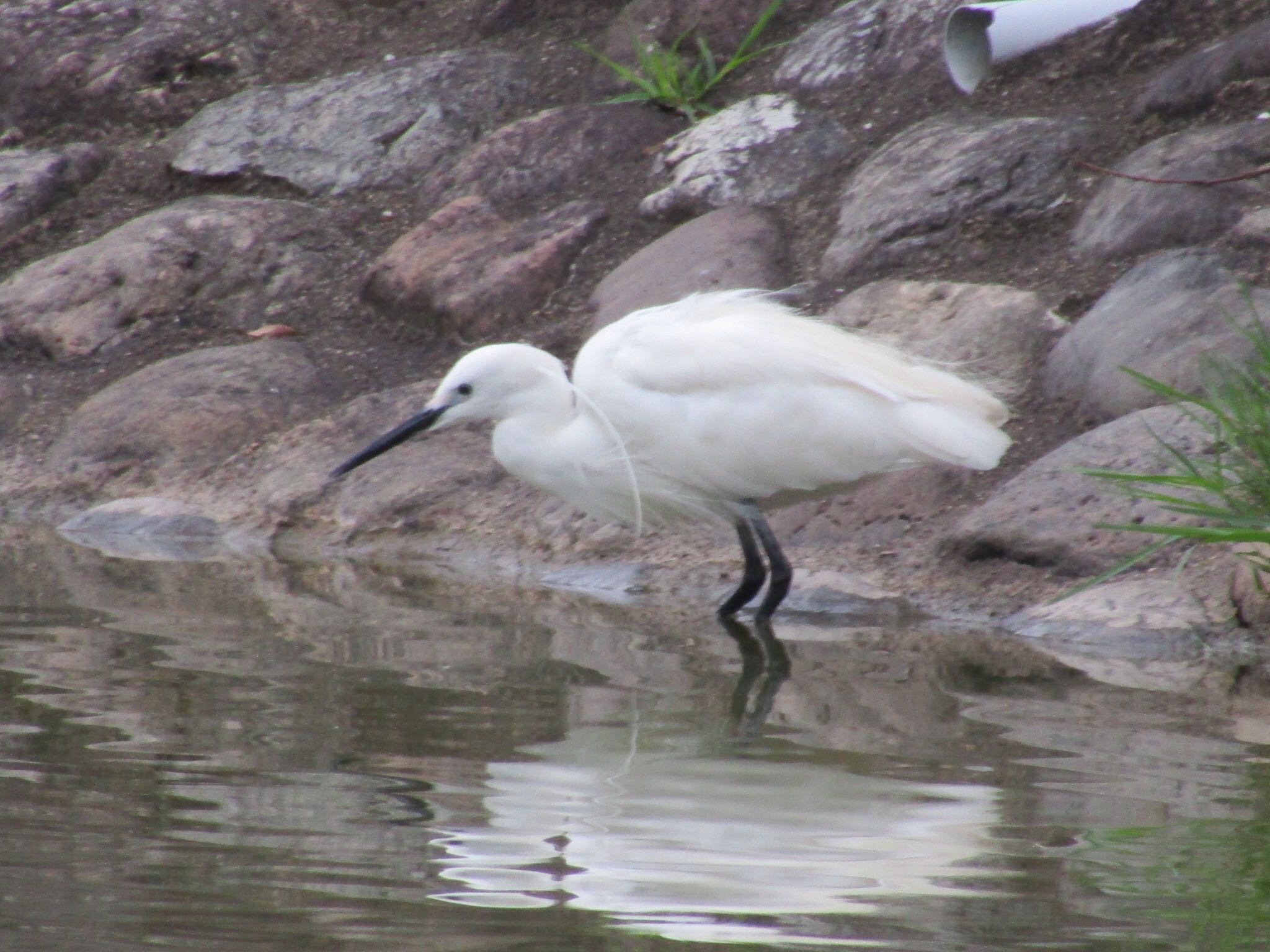 Little Egret