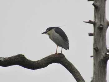 Black-crowned Night Heron 橿原神宮 Wed, 5/26/2021