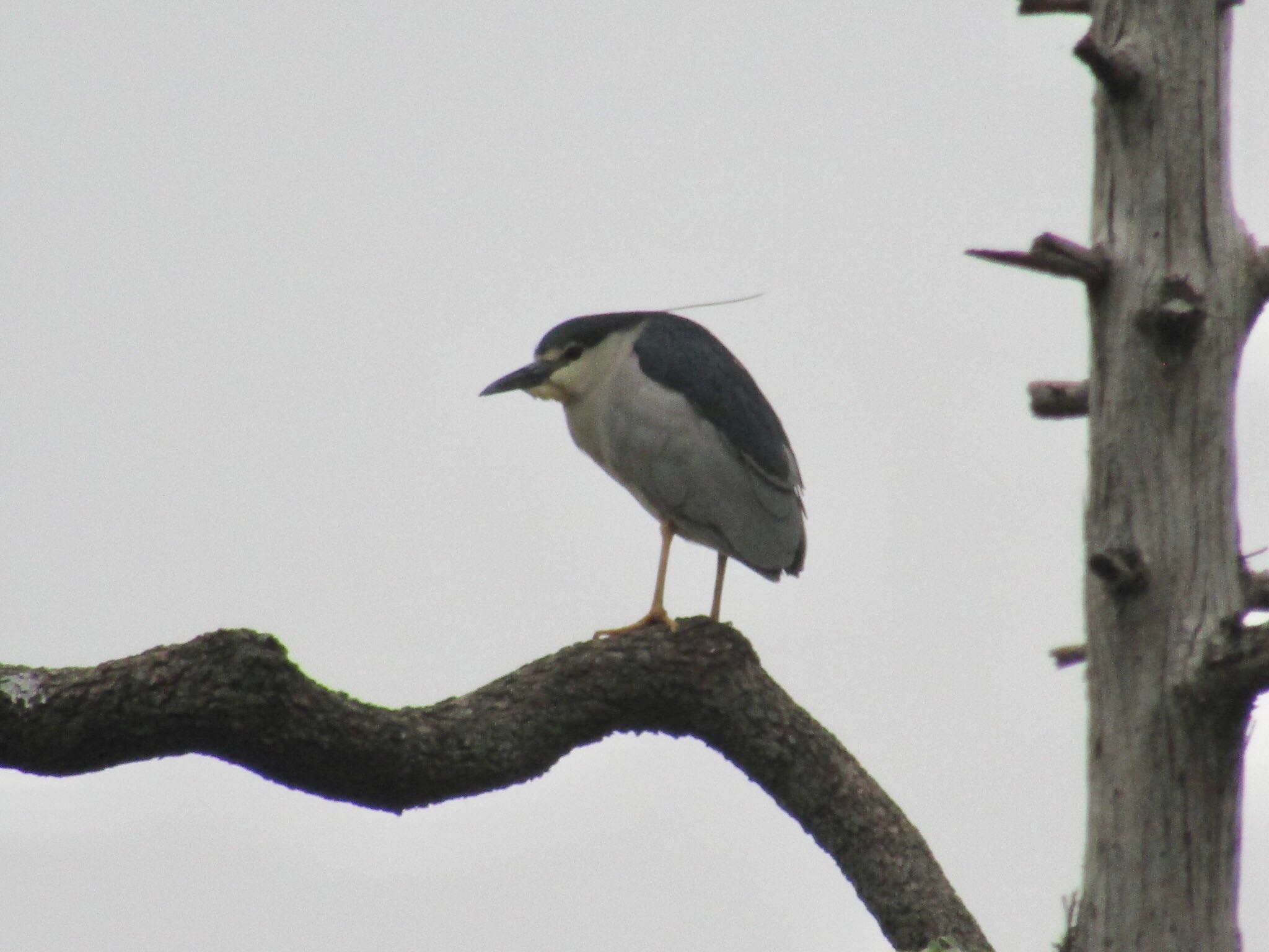 Black-crowned Night Heron