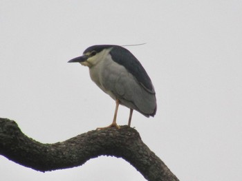 Wed, 5/26/2021 Birding report at 橿原神宮