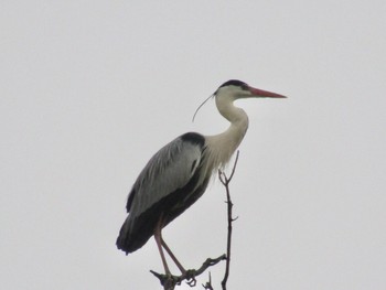 Grey Heron 橿原神宮 Wed, 5/26/2021