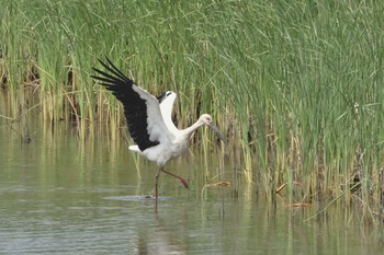 Oriental Stork Watarase Yusuichi (Wetland) Wed, 5/26/2021