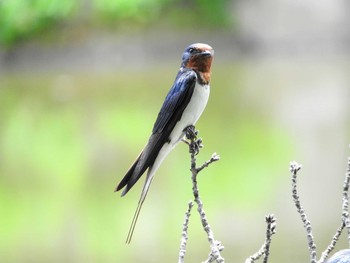 Barn Swallow 市川市 Mon, 5/24/2021