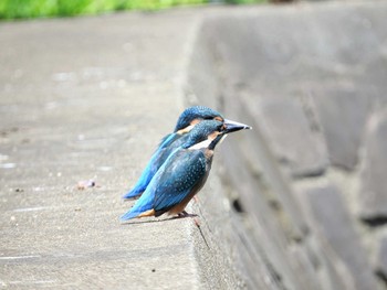 Common Kingfisher 市川市 Mon, 5/24/2021