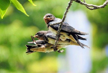 Barn Swallow 市川市 Mon, 5/24/2021