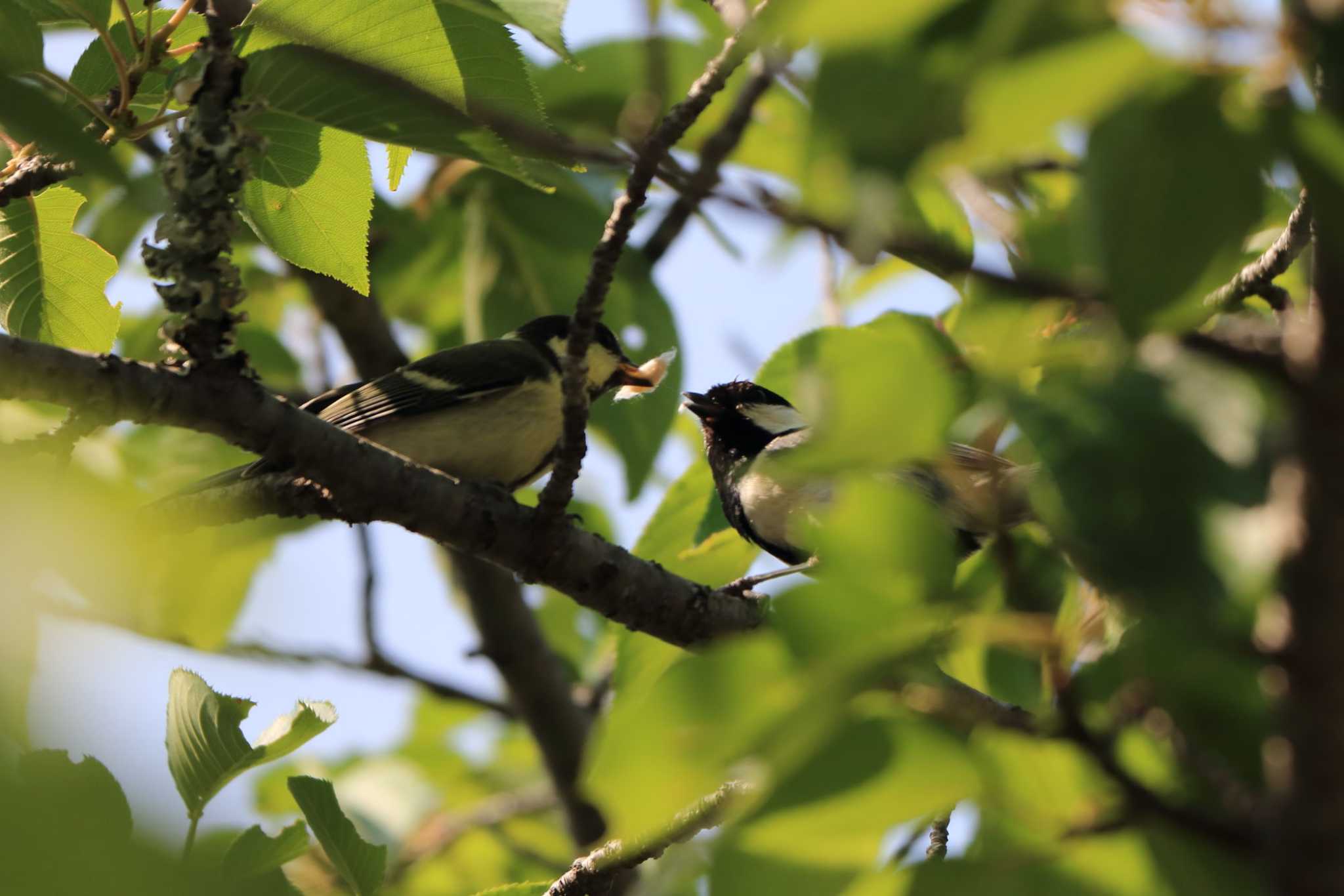 Japanese Tit