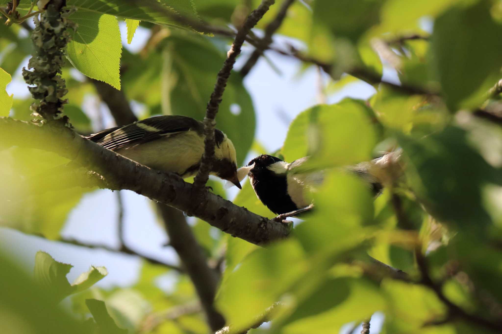 Japanese Tit