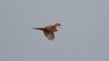 Marsh Grassbird Watarase Yusuichi (Wetland) Sun, 5/23/2021