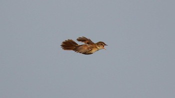 Marsh Grassbird Watarase Yusuichi (Wetland) Sun, 5/23/2021