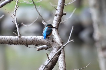 Common Kingfisher Akashi Park Sat, 3/11/2017