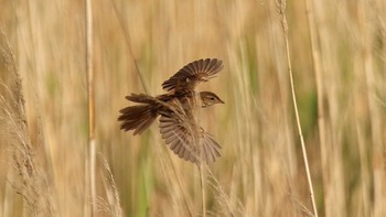 Marsh Grassbird Watarase Yusuichi (Wetland) Sun, 5/23/2021