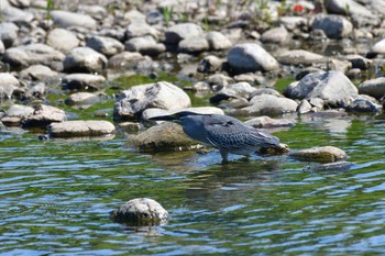 ササゴイ 入間川(広瀬橋付近) 2018年5月22日(火)