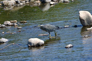 ササゴイ 入間川(広瀬橋付近) 2018年5月22日(火)