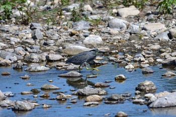 ササゴイ 入間川(広瀬橋付近) 2018年5月22日(火)