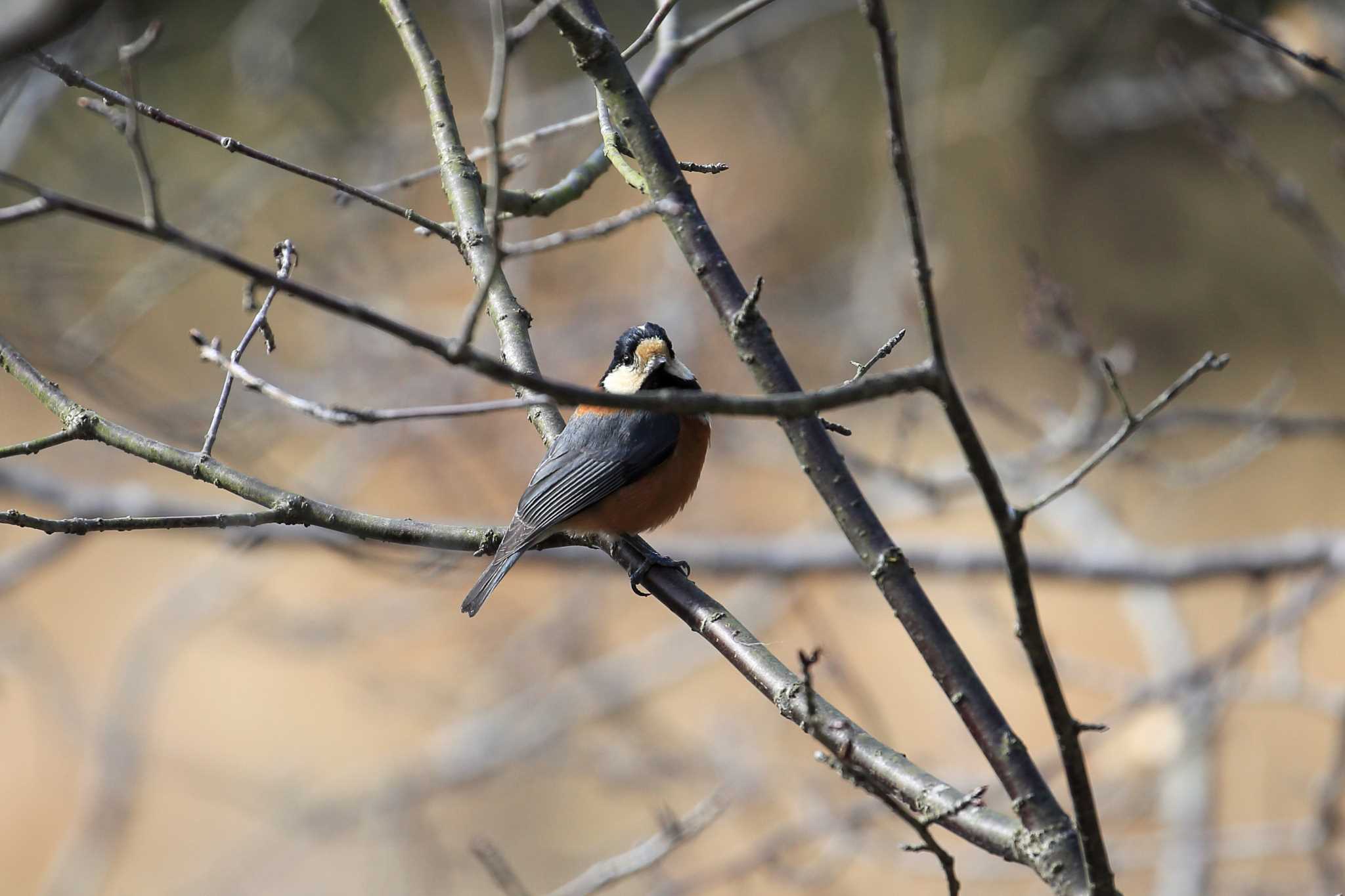 Varied Tit