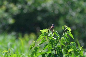 ホオジロ 入間川(広瀬橋付近) 2018年5月22日(火)