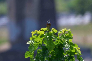 ホオジロ 入間川(広瀬橋付近) 2018年5月22日(火)