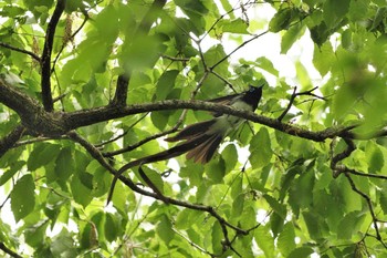 2021年5月16日(日) 栃木県民の森の野鳥観察記録