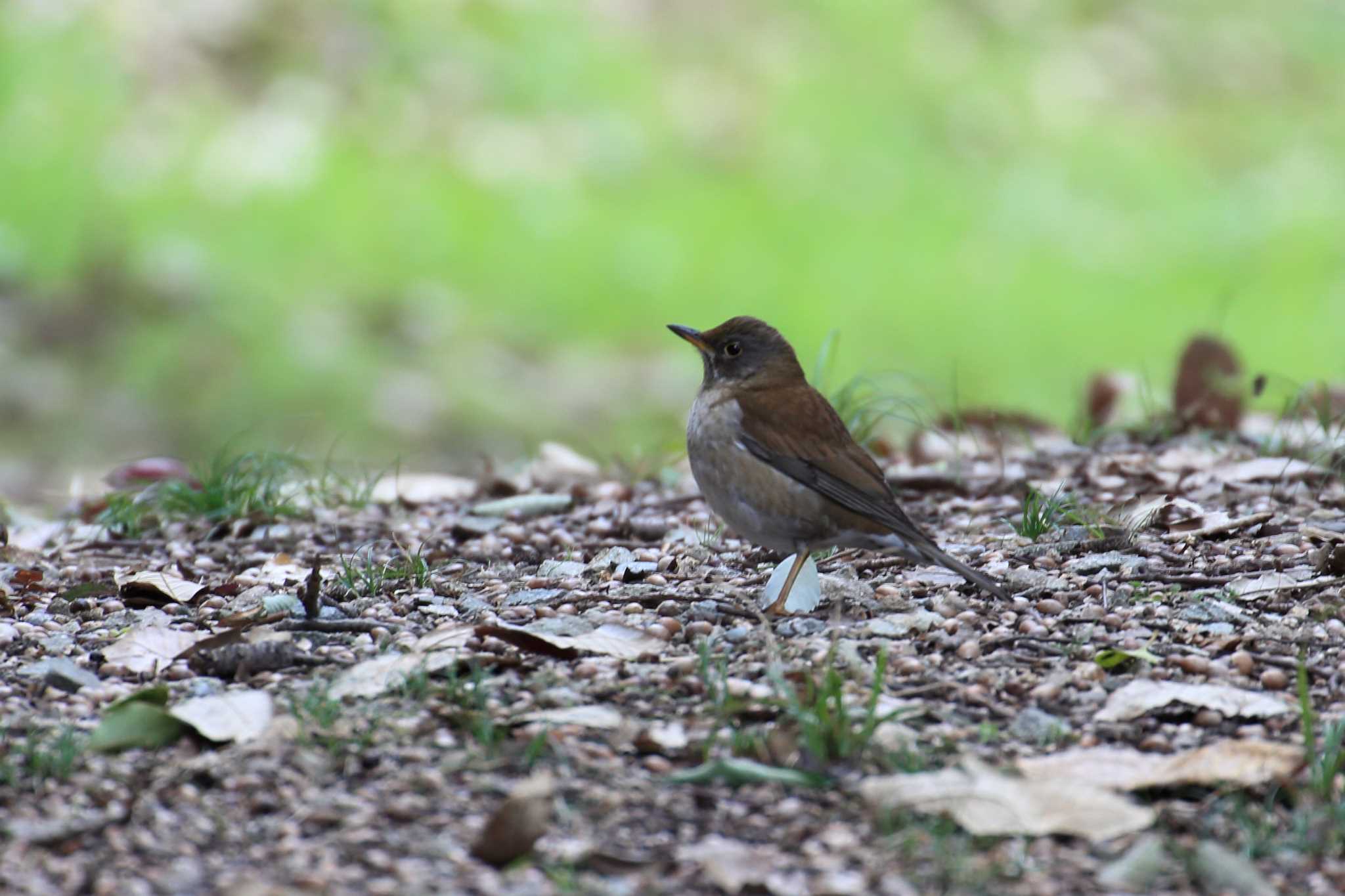 Photo of Pale Thrush at 日岡山公園 by 明石のおやじ