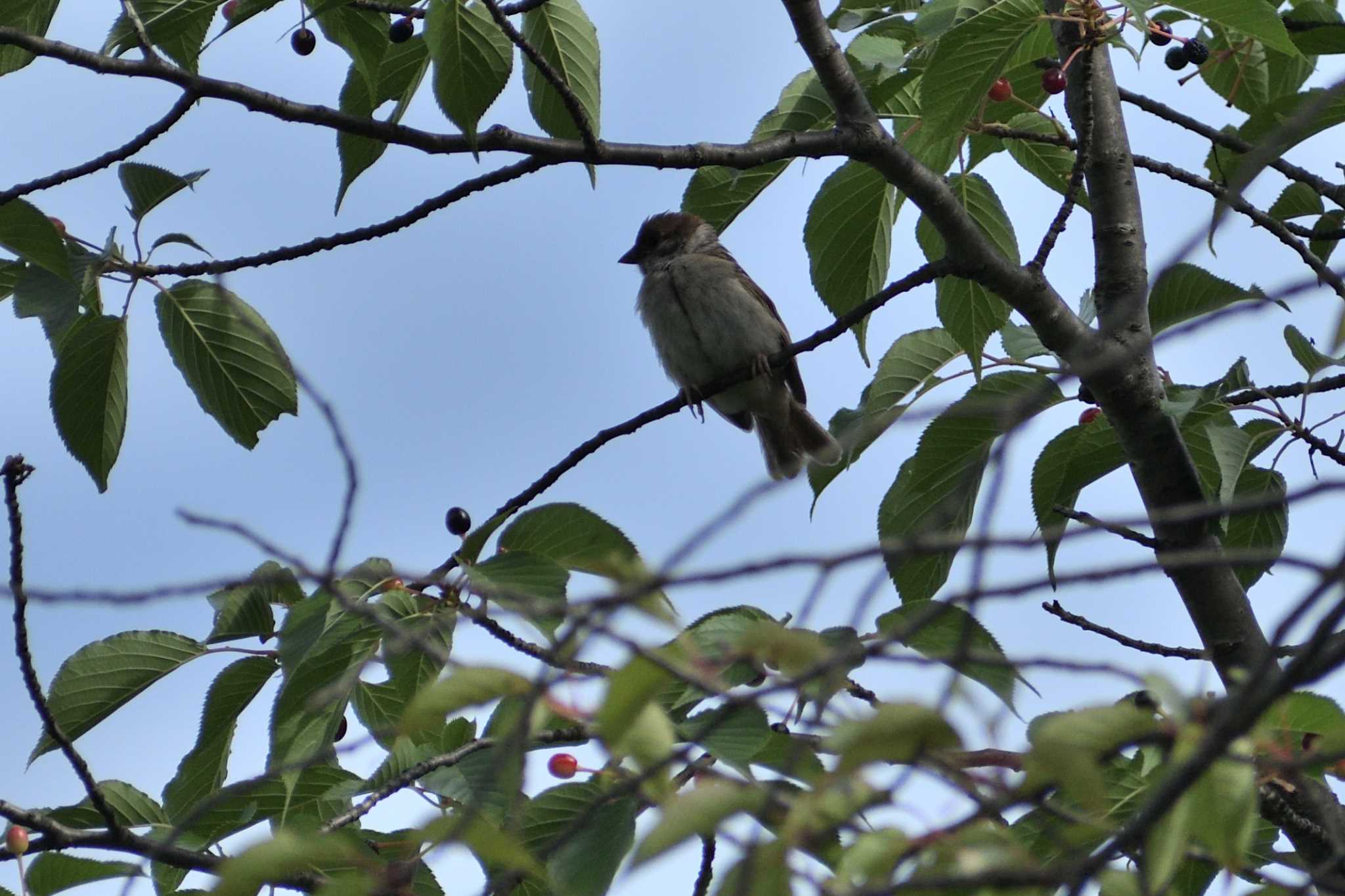 Photo of Eurasian Tree Sparrow at 愛知県森林公園 by よつくん