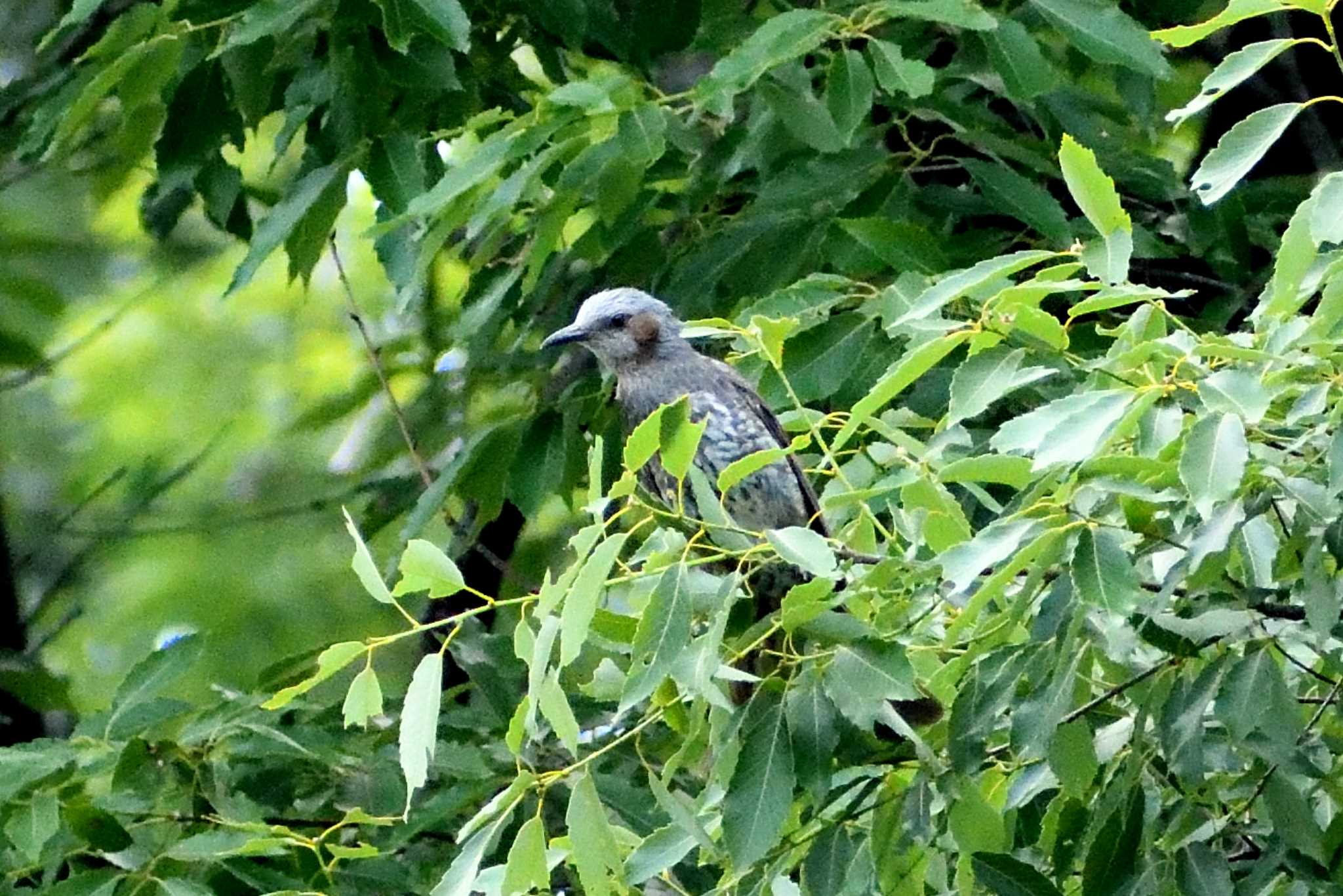 愛知県森林公園 ヒヨドリの写真 by よつくん