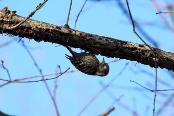 Japanese Pygmy Woodpecker 金ヶ崎公園(明石市) Sat, 3/11/2017