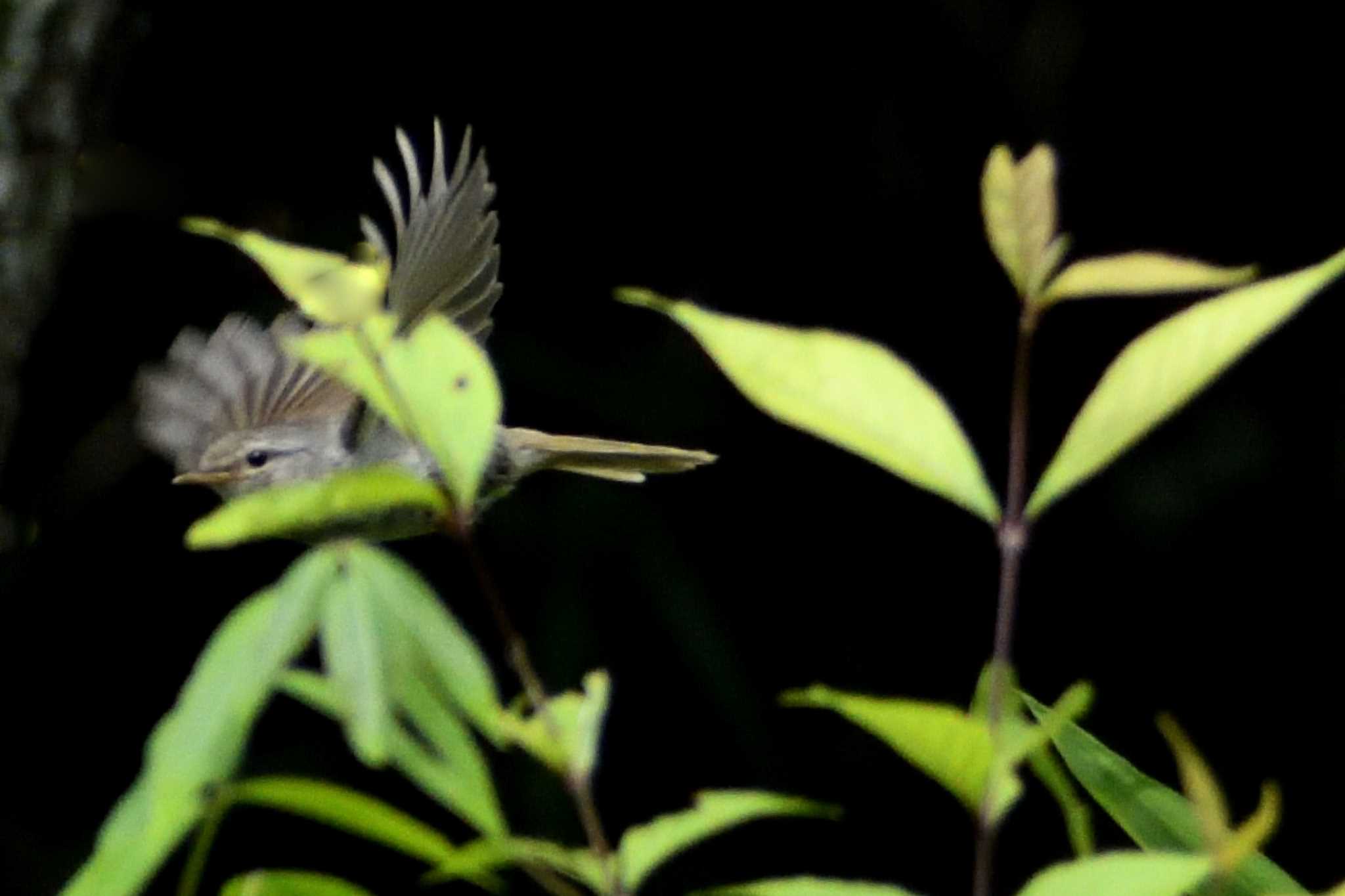 愛知県森林公園 ウグイスの写真 by よつくん