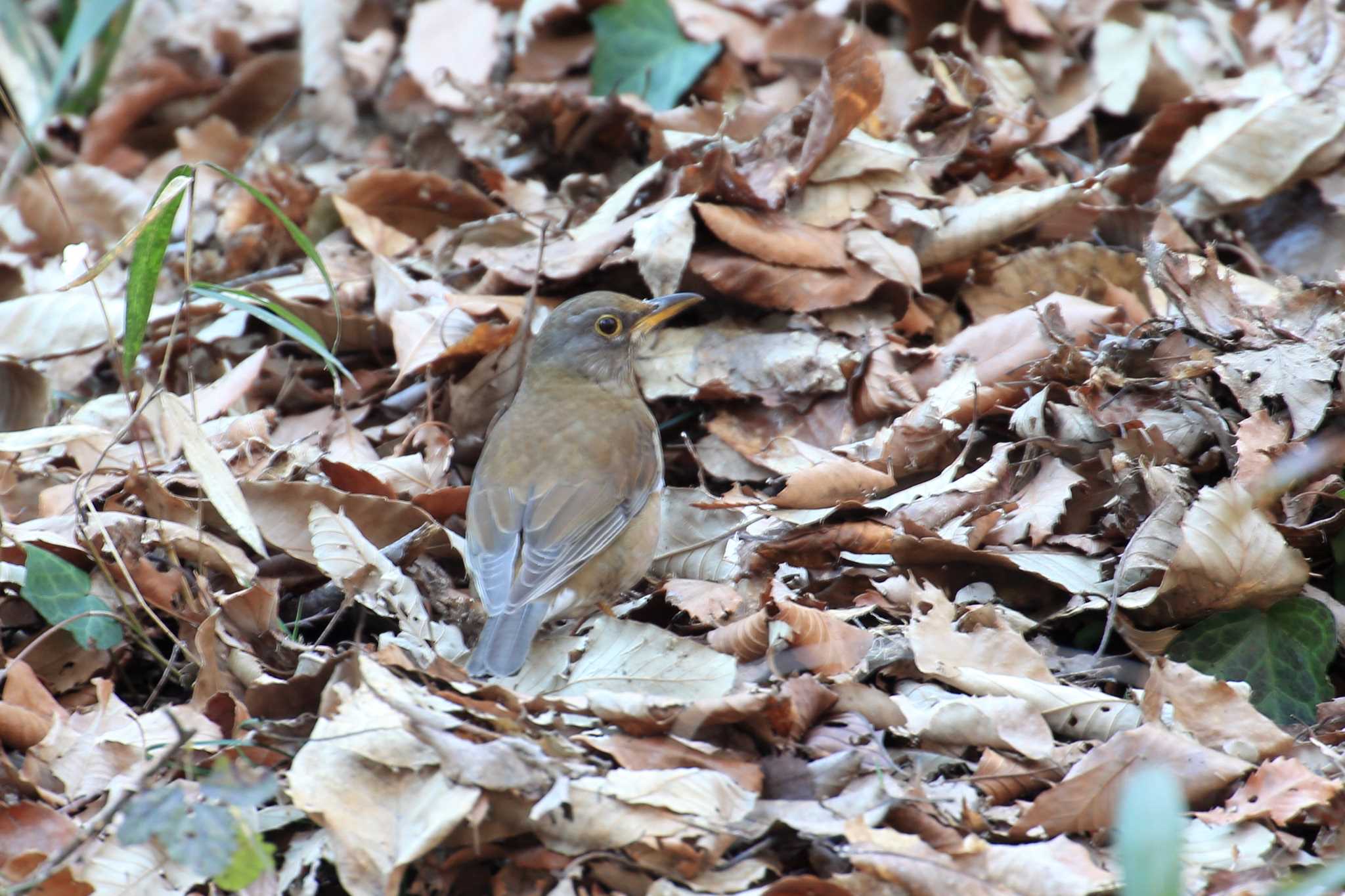 Photo of Pale Thrush at 金ヶ崎公園(明石市) by 明石のおやじ