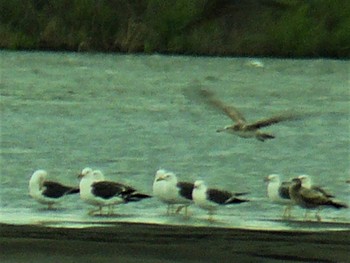 Sat, 5/22/2021 Birding report at 酒匂川河口