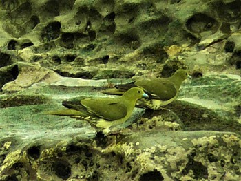 2021年5月22日(土) 照ケ先海岸の野鳥観察記録