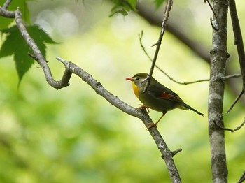 Red-billed Leiothrix Yanagisawa Pass Tue, 5/25/2021