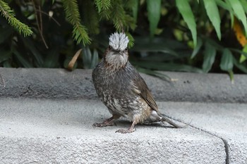 Brown-eared Bulbul USJ Thu, 4/22/2021