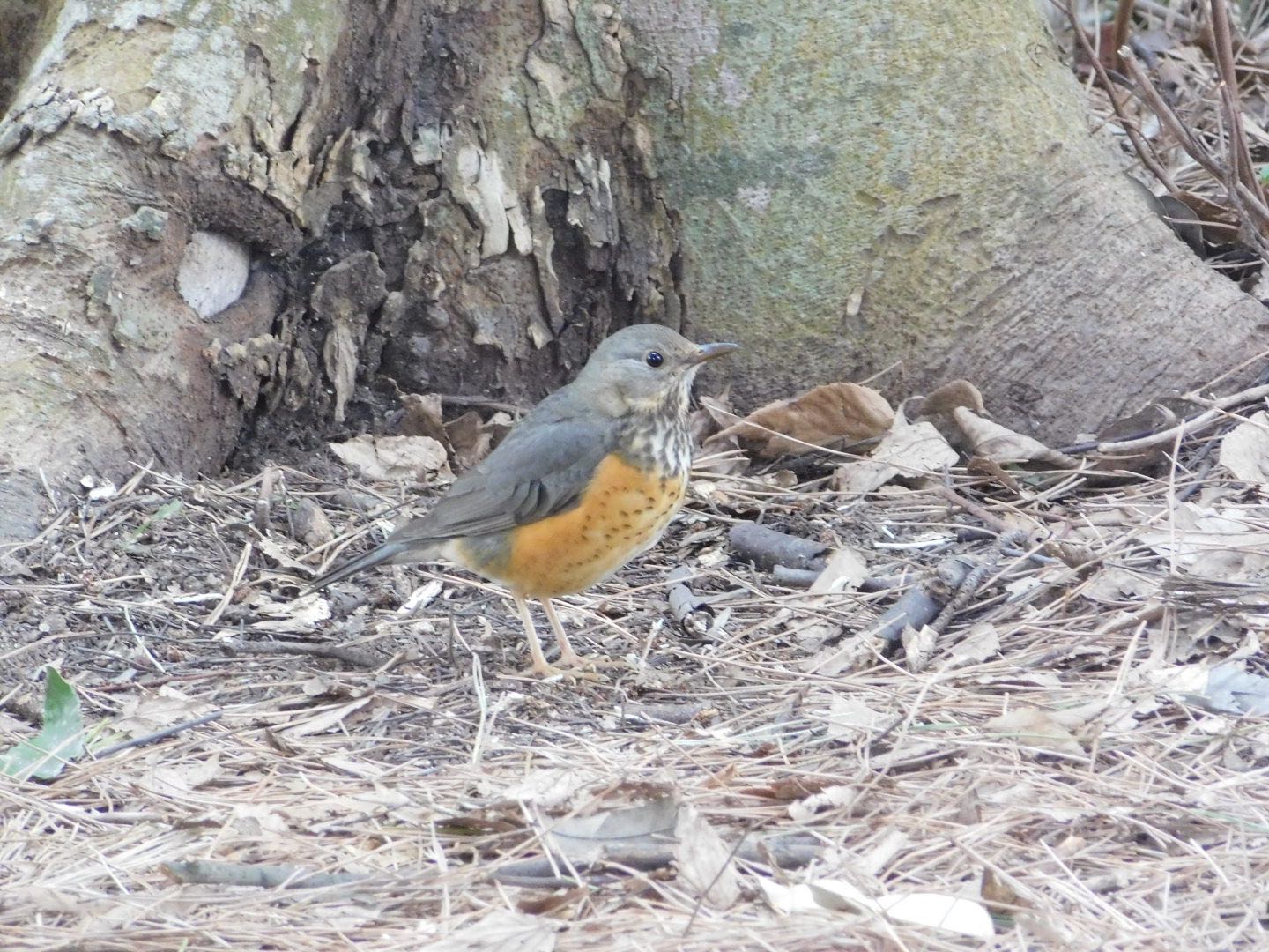 Photo of Grey-backed Thrush at  by ヨウコ