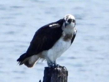 Osprey 昭和島 Sat, 5/8/2021