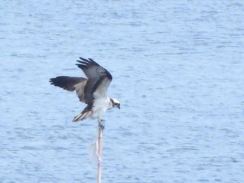 Osprey 昭和島 Sat, 5/8/2021