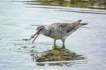 Grey-tailed Tattler 藤江海岸(兵庫県明石市) Tue, 5/11/2021