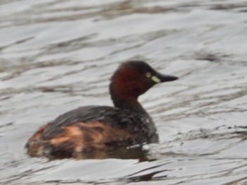 Little Grebe Shinobazunoike Mon, 3/22/2021