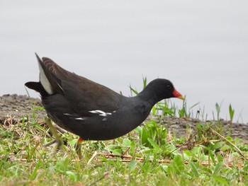 Common Moorhen Shinobazunoike Mon, 3/22/2021