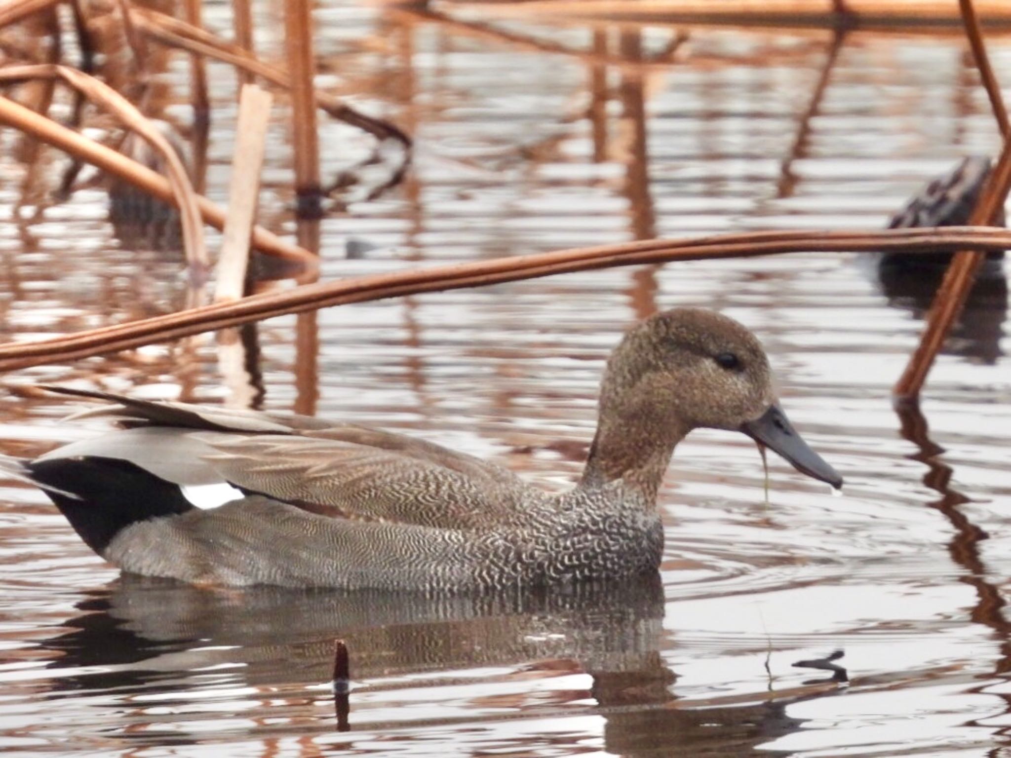 不忍池(上野恩賜公園) オカヨシガモの写真 by あらどん