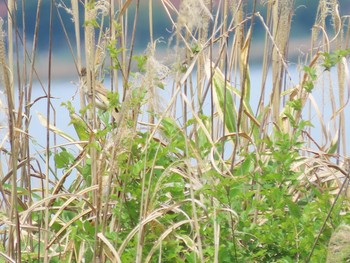 Wed, 5/26/2021 Birding report at Suwako Lake