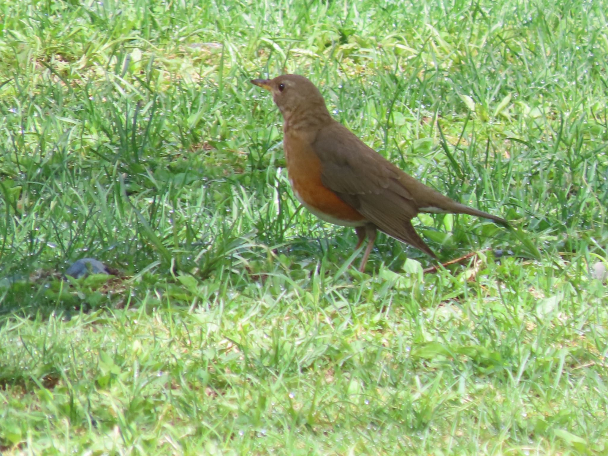 アカハラ