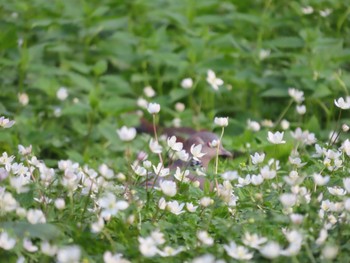 キジバト 上高地 2021年5月24日(月)