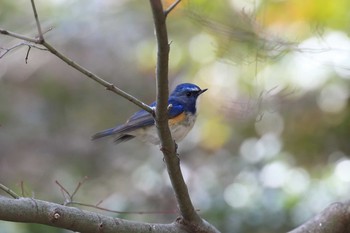 2017年3月11日(土) 明石公園の野鳥観察記録
