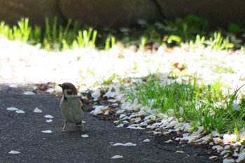 スズメ 平和みなみ緑地(札幌市西区) 2021年5月26日(水)