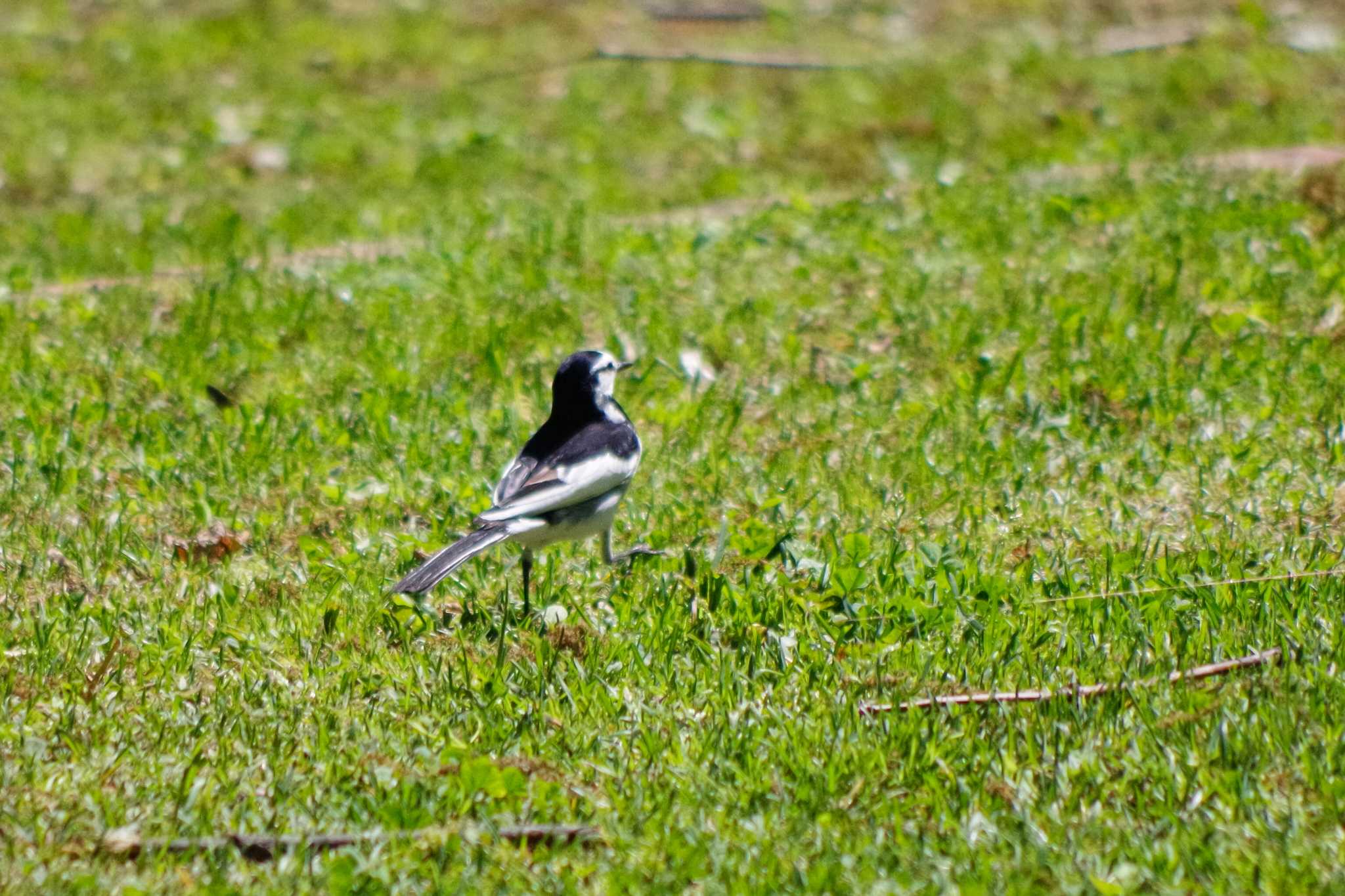 Photo of White Wagtail at 平和みなみ緑地(札幌市西区) by 98_Ark (98ｱｰｸ)