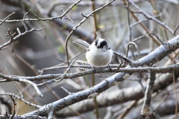 エナガ 日岡山公園 2017年3月11日(土)